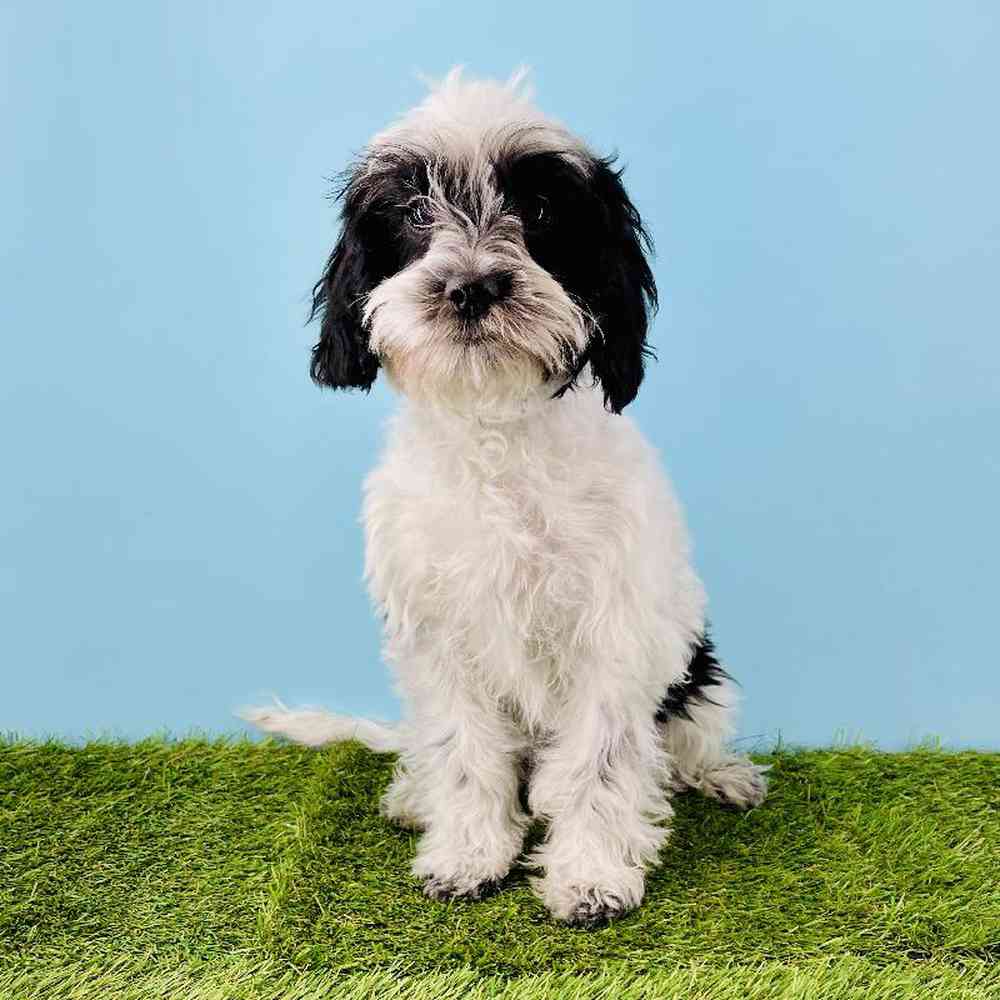 Image of a pet breed in the gallery