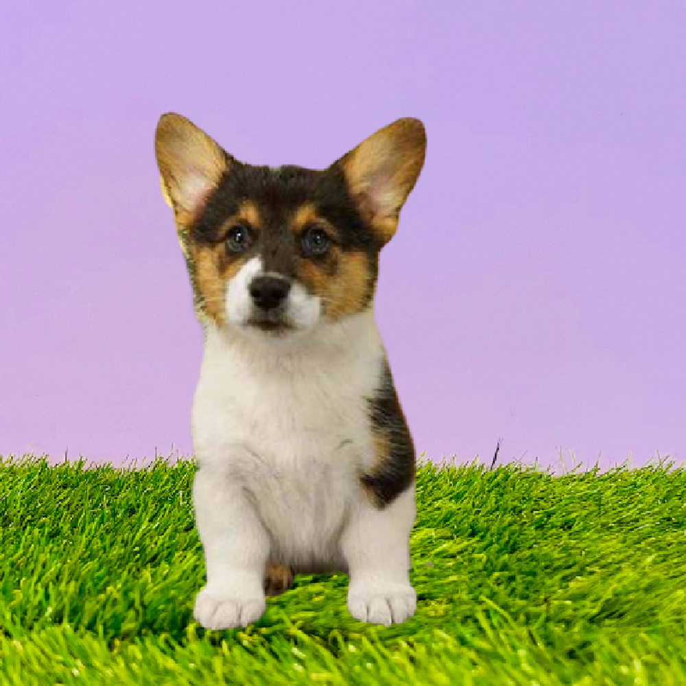 carousel pet images