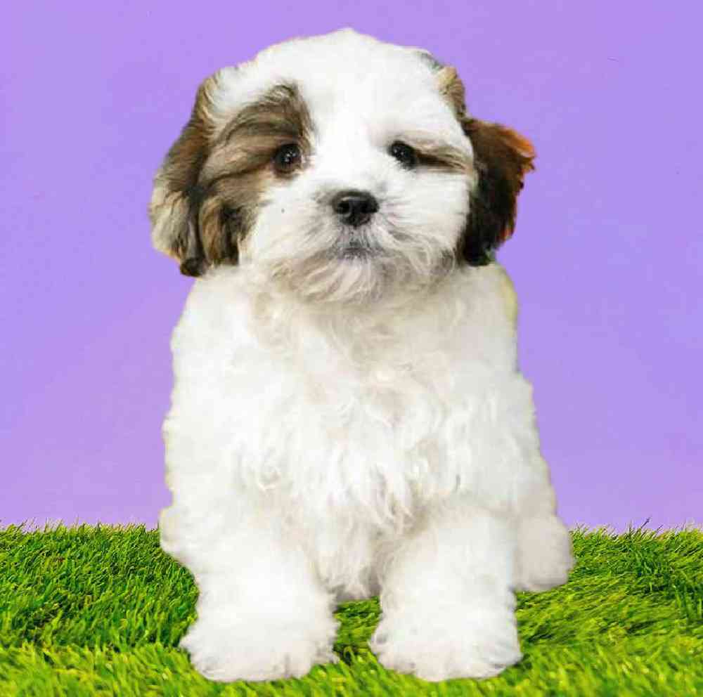 carousel pet images