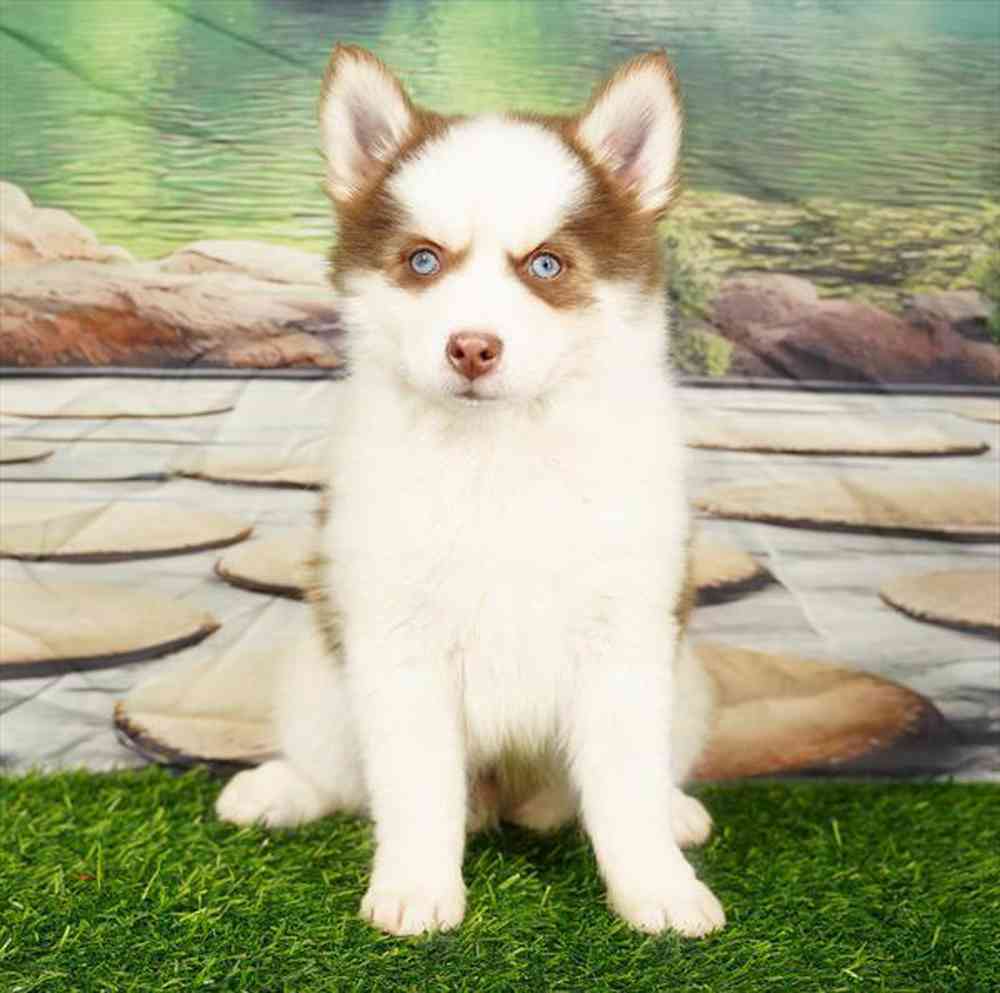 Image of a pet breed in the gallery