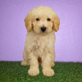 Poodle