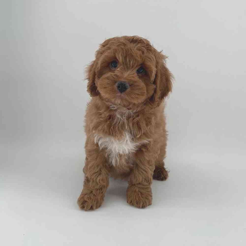 Image of a pet breed in the gallery