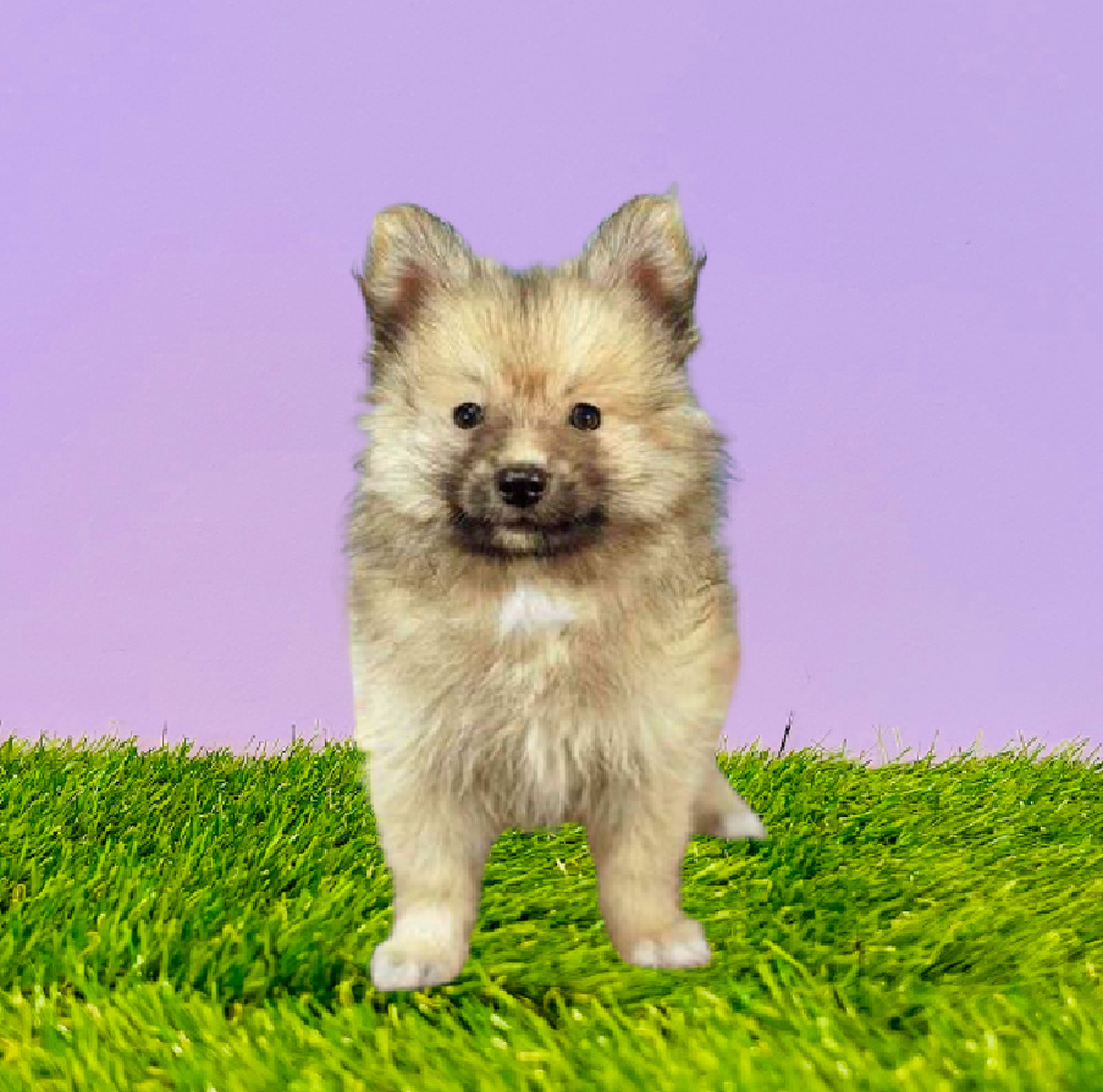 Female Pomeranian Puppy for Sale in Marietta, GA