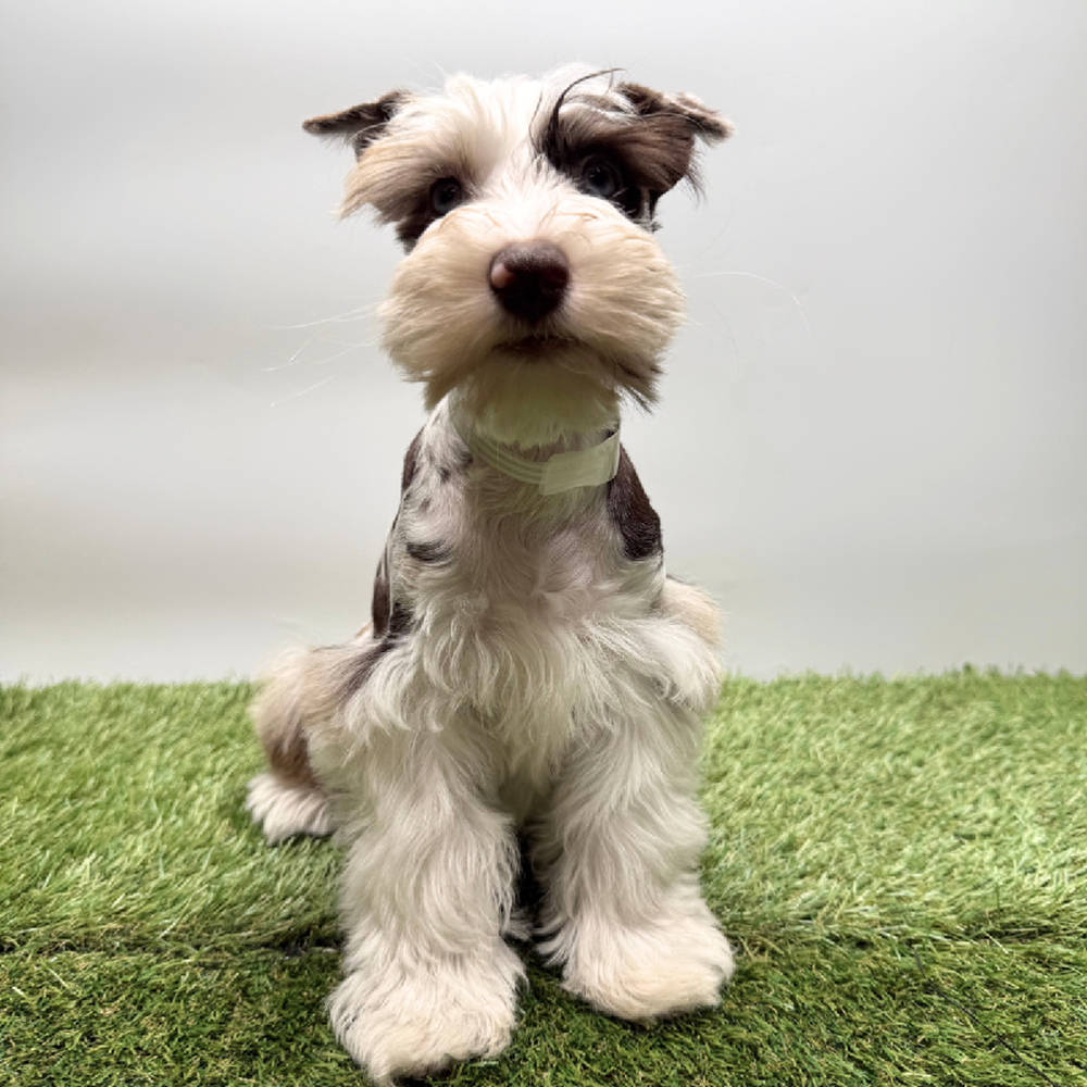 Image of a pet breed in the gallery