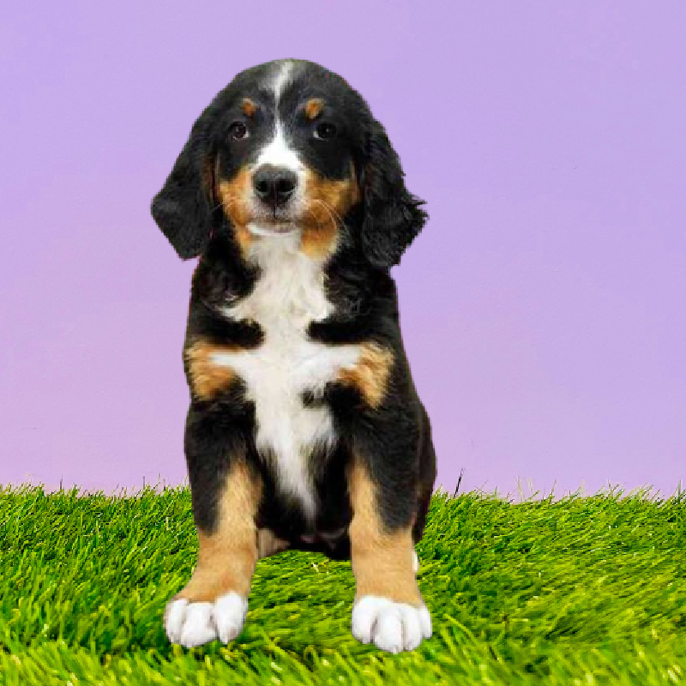 Female Bernese Mountain Dog Puppy for Sale in Marietta, GA