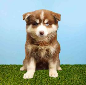 Pomsky