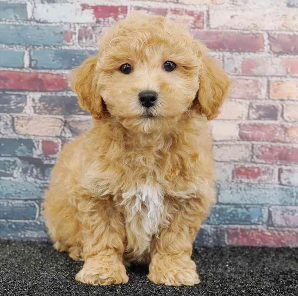 Image of a pet breed in the gallery