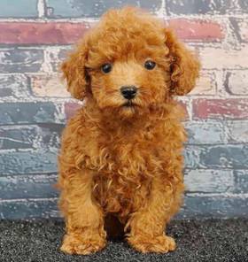 Poodle