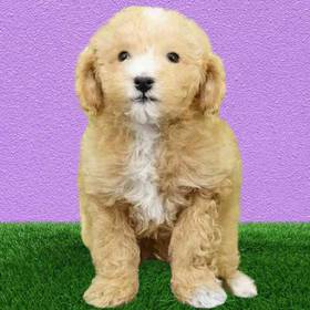 Cavapoo