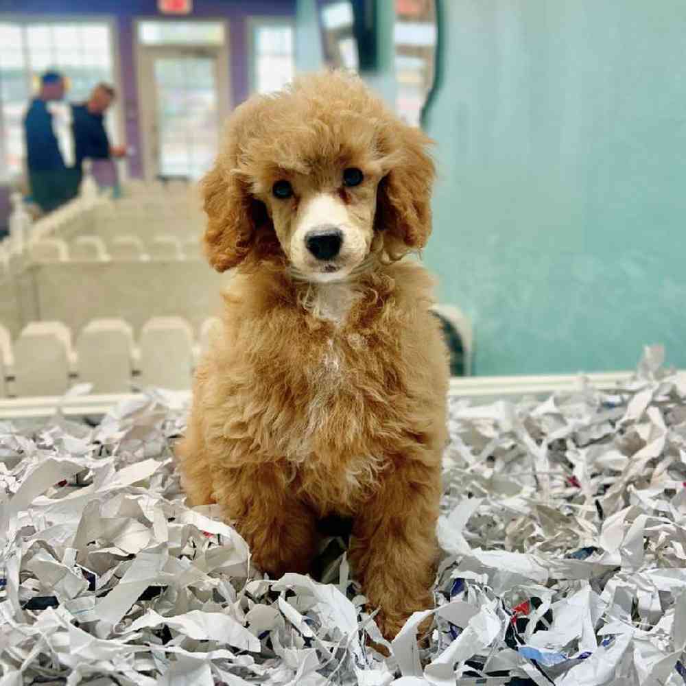 pet breed image