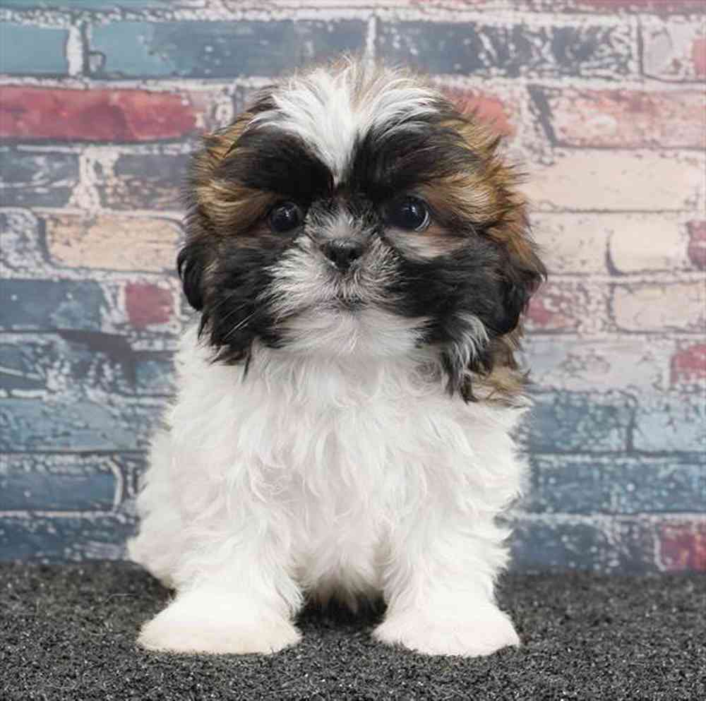carousel pet images