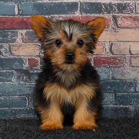 Yorkie