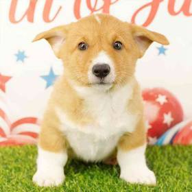 Pembroke Welsh Corgi