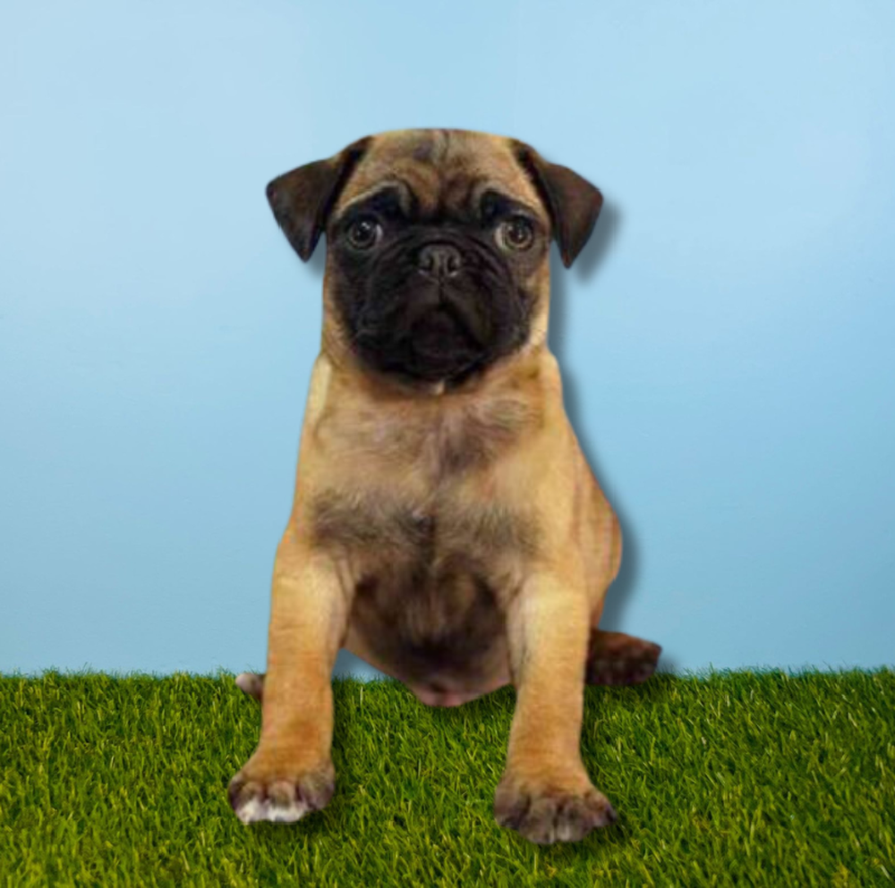 Male Pug Puppy for Sale in Tolleson, AZ