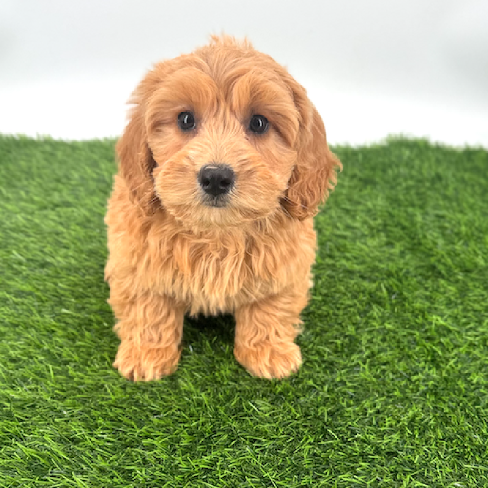 Image of a pet breed in the gallery