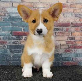 Pembroke Welsh Corgi