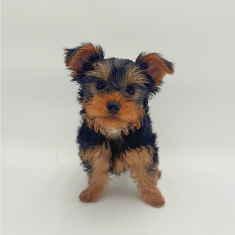 pet breed image