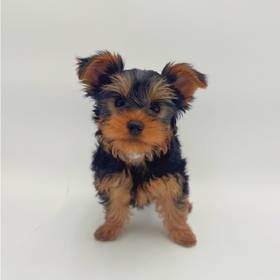 Yorkie
