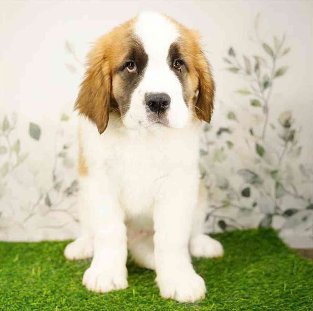 Image of a pet breed in the gallery