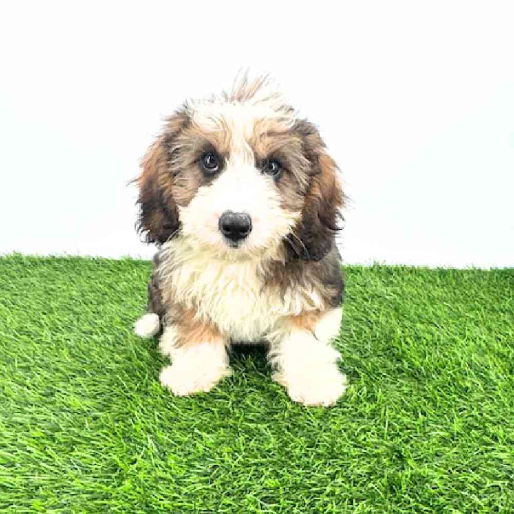 Image of a pet breed in the gallery