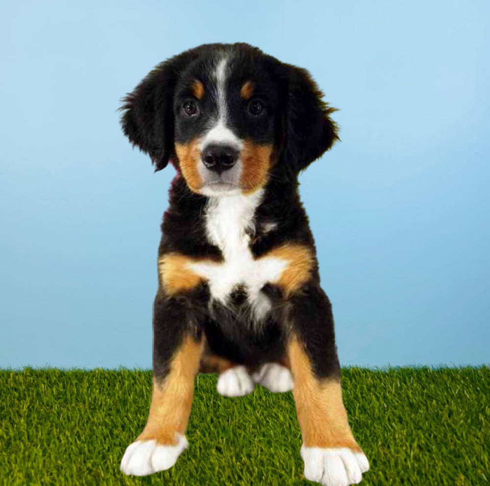 Female Bernese Mountain Dog Puppy for Sale in Pasadena, TX