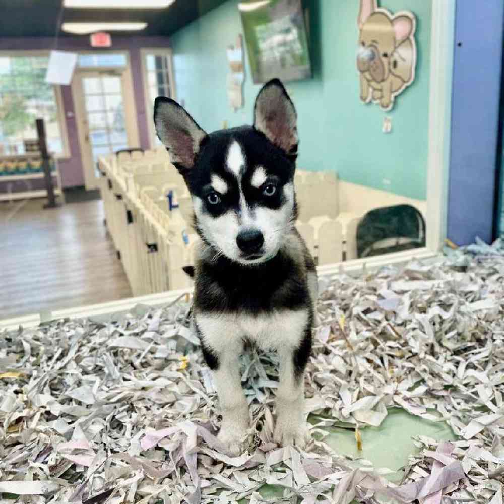 carousel pet images