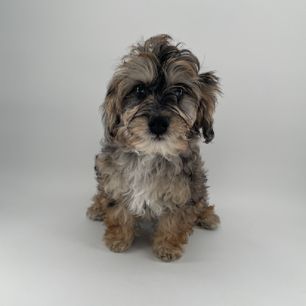 Image of a pet breed in the gallery