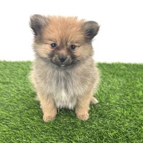 Pomeranian