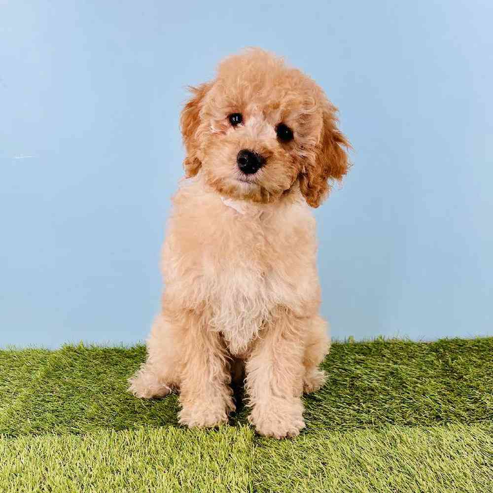 Image of a pet breed in the gallery