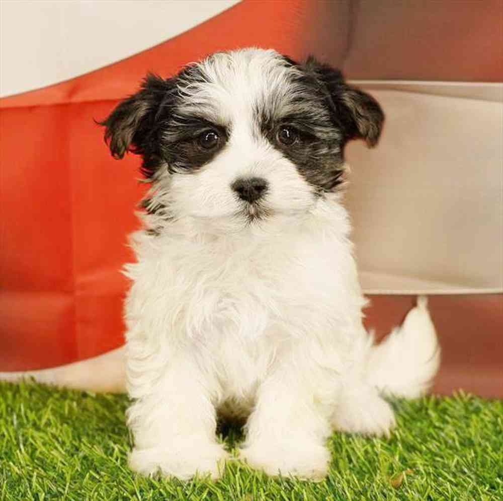 Image of a pet breed in the gallery