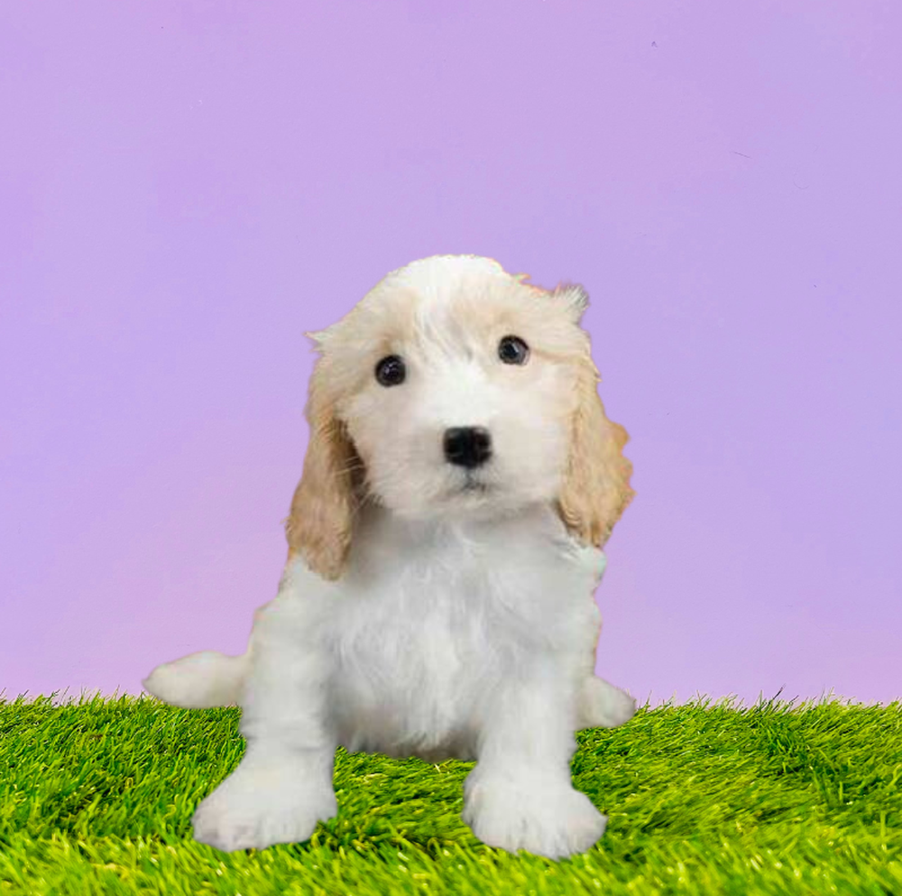 Male Cavachon Puppy for Sale in Marietta, GA