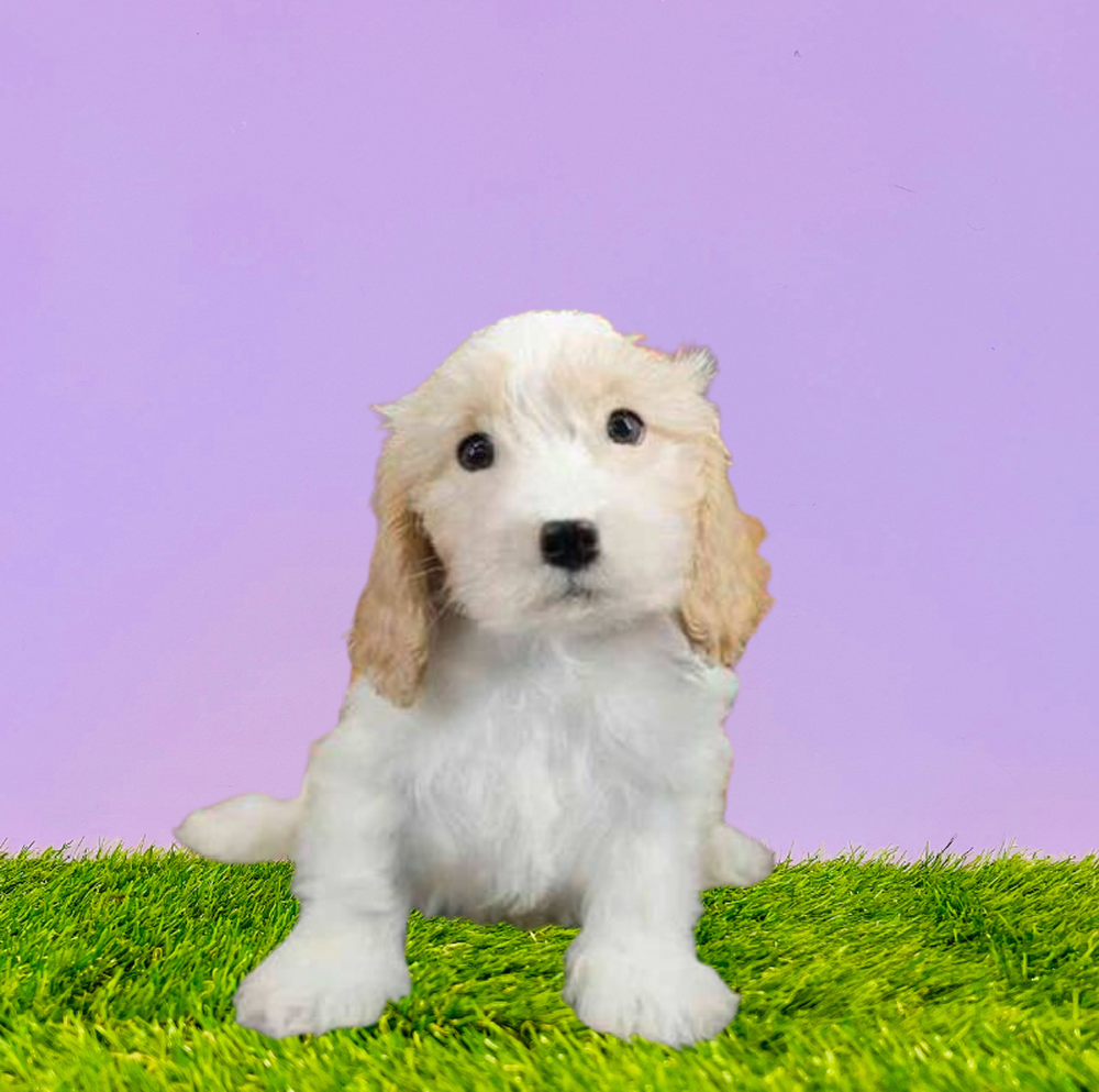 carousel pet images