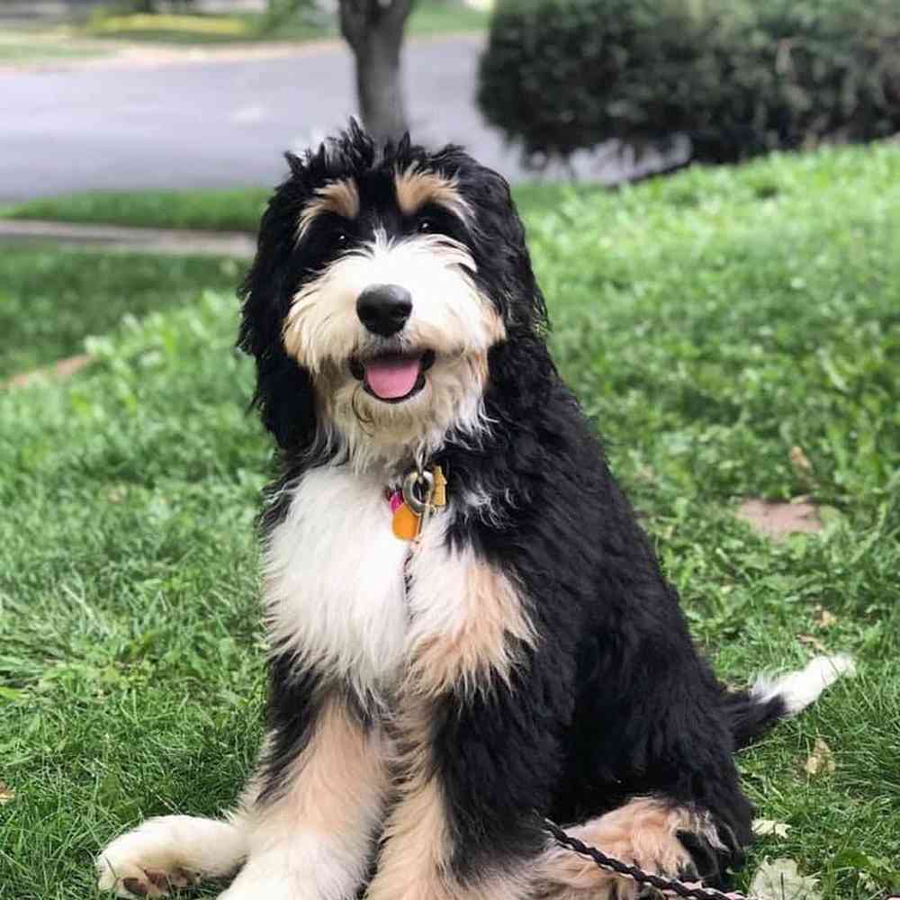 Bernedoodle