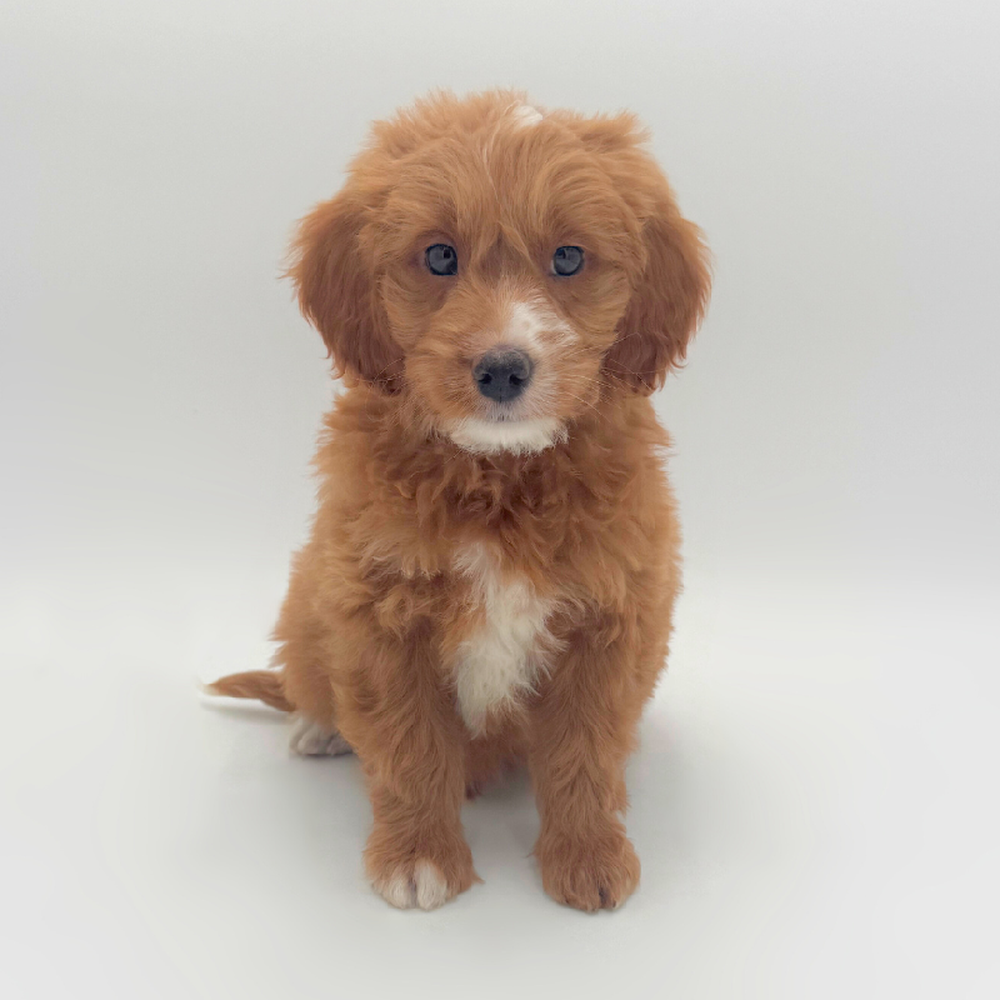 Image of a pet breed in the gallery
