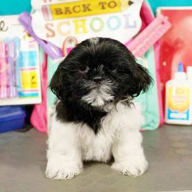 Shih Tzu