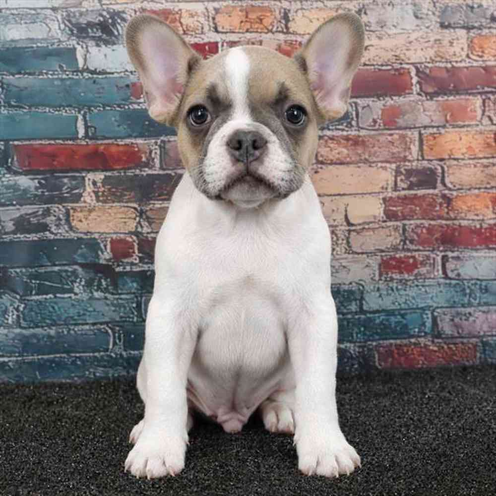 Image of a pet breed in the gallery