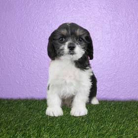 Cavapoo