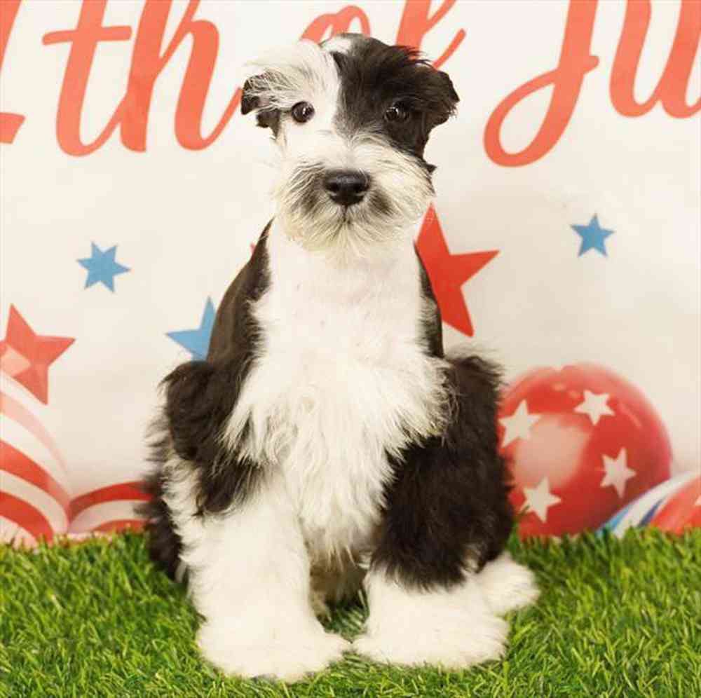 Image of a pet breed in the gallery