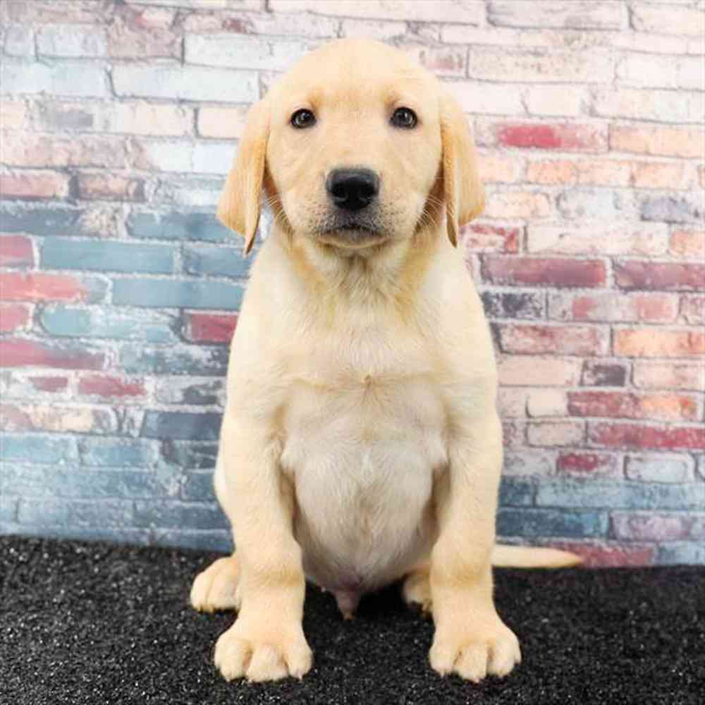 Image of a pet breed in the gallery