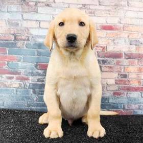 Labrador Retriever