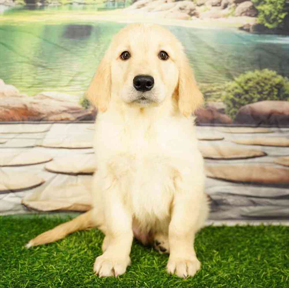 Image of a pet breed in the gallery