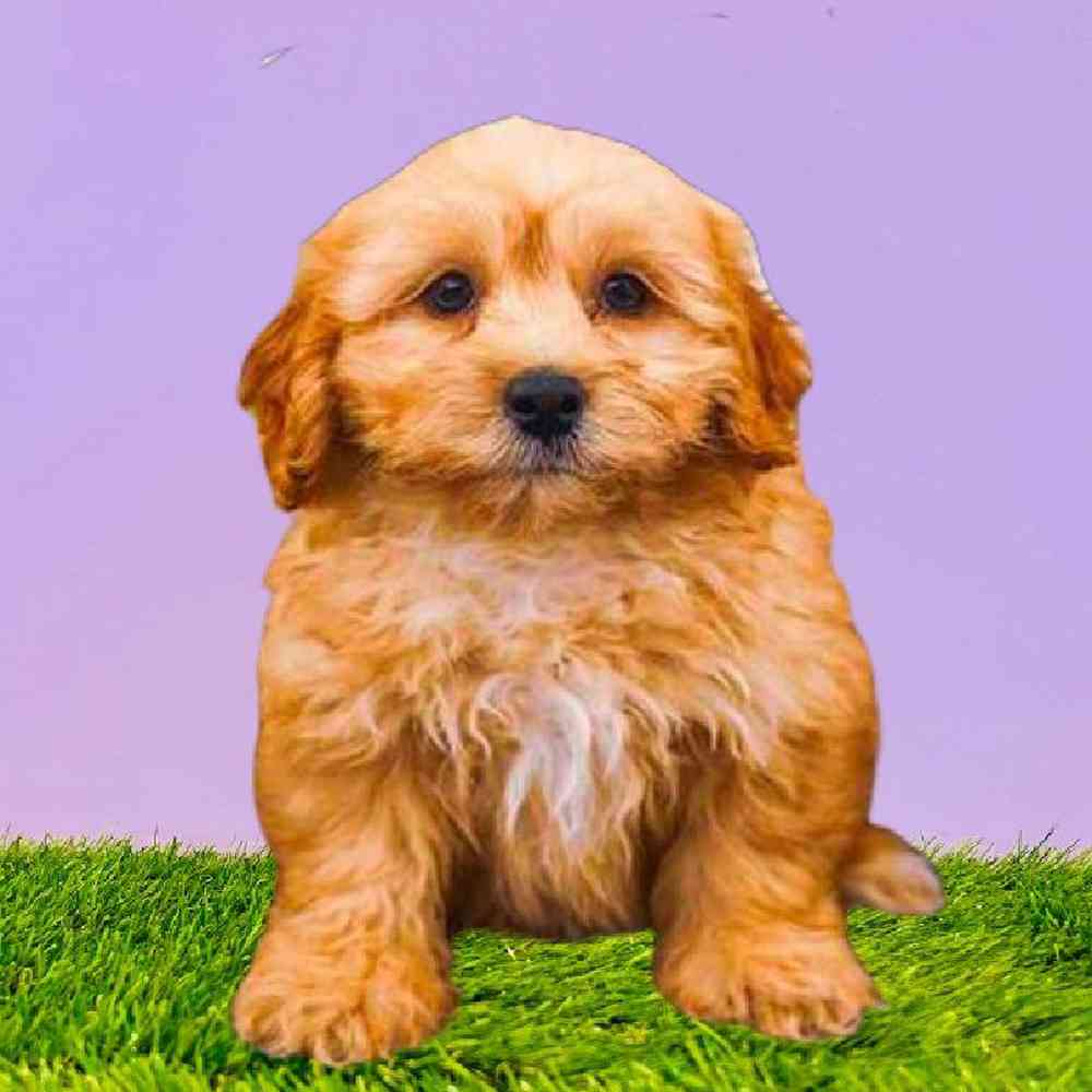 carousel pet images