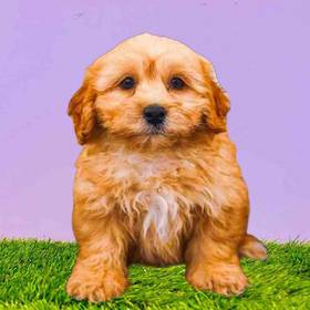 TeddiPoo