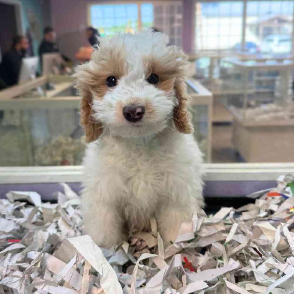 Image of a pet breed in the gallery
