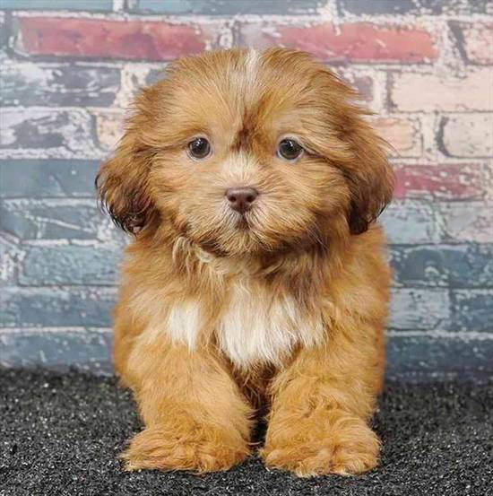 Shih Tzu