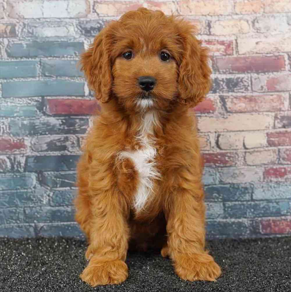 carousel pet images