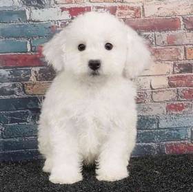 Bichon