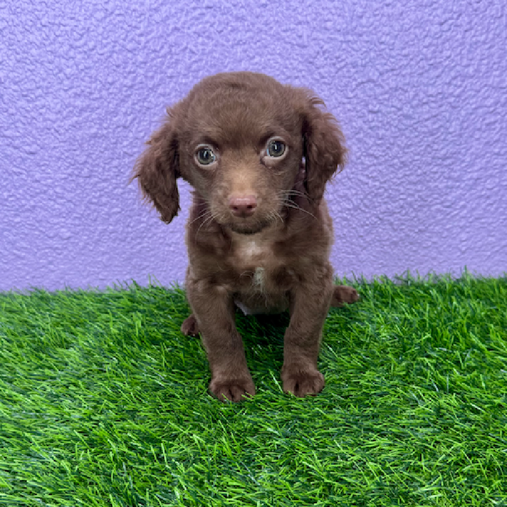 Image of a pet breed in the gallery