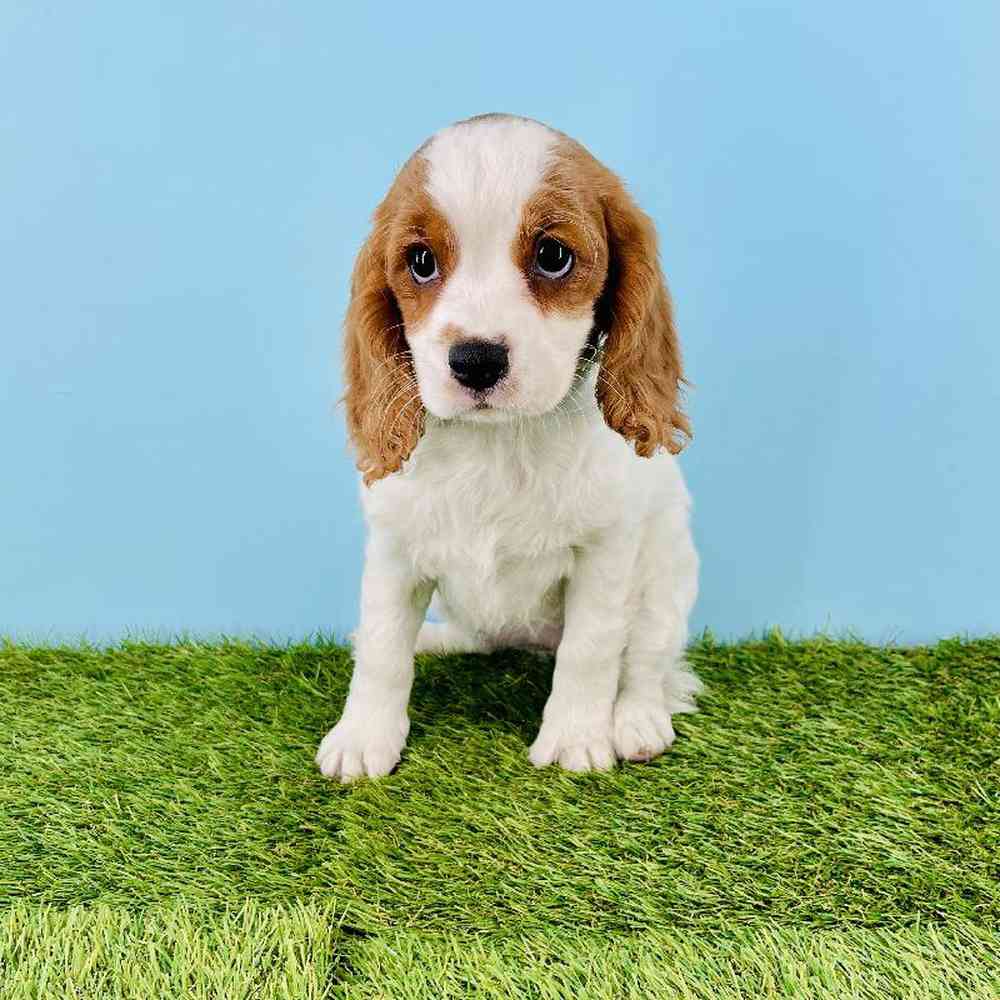 Image of a pet breed in the gallery