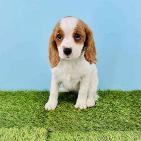 Cavalier King Charles Spaniel